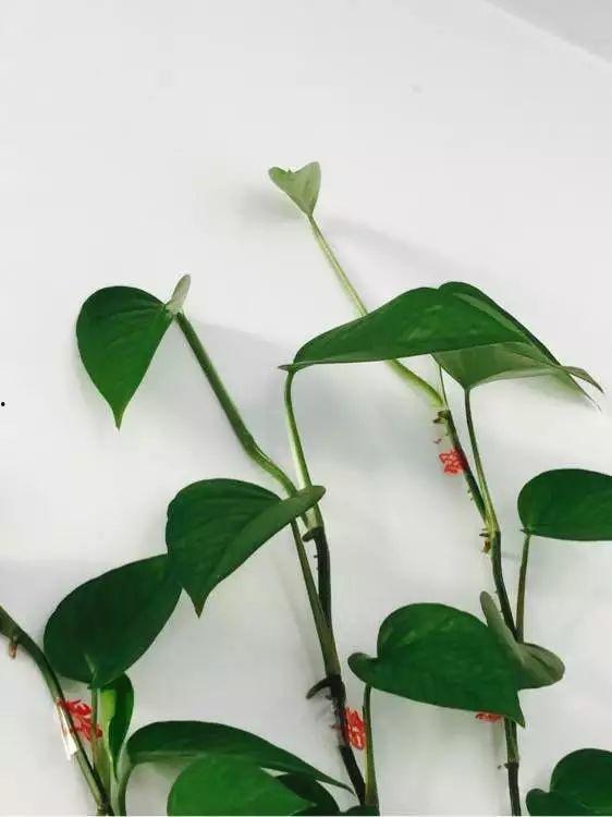 叶子话筒手掌明星名字,揭秘手掌间的璀璨星光