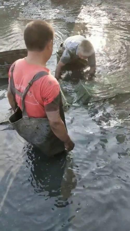 徒手抓鱼爆料视频,揭秘民间捕鱼高手绝技