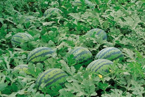 吃瓜众隔岸观光图片,揭秘吃瓜群众的独特视角